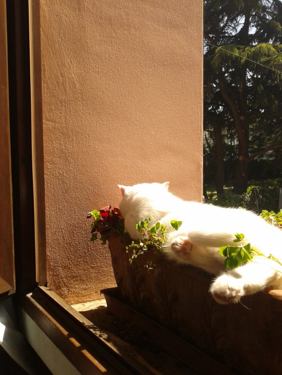 my cat basking in the sun. and in the pansies :-)